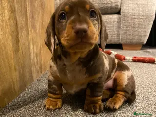 Miniature Dachshund dogs 1 male 1 female KC registered puppies - Advert 10