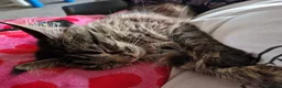Maine Coon cats for sale: 12 month old Maine Coon - Advert 4