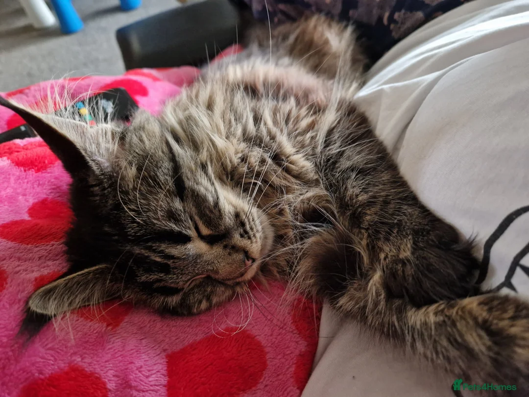 Maine Coon cats for sale: 12 month old Maine Coon - Advert 4