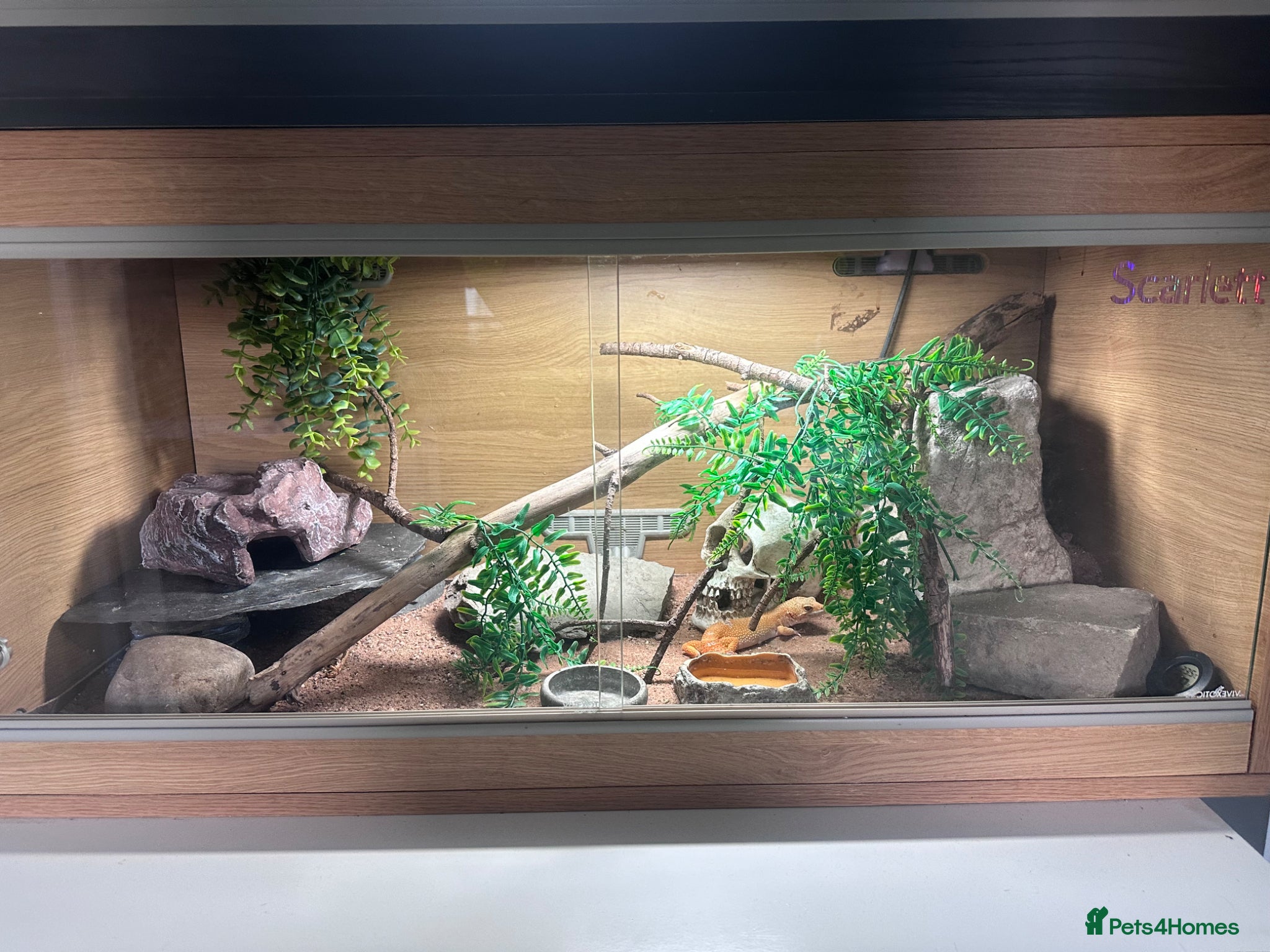 Leopard Gecko reptiles Leopard Gecko + Full 3ft Vivarium Setup - Advert 2