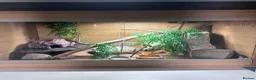 Leopard Gecko reptiles for sale: Leopard Gecko + Full 3ft Vivarium Setup - Advert 1