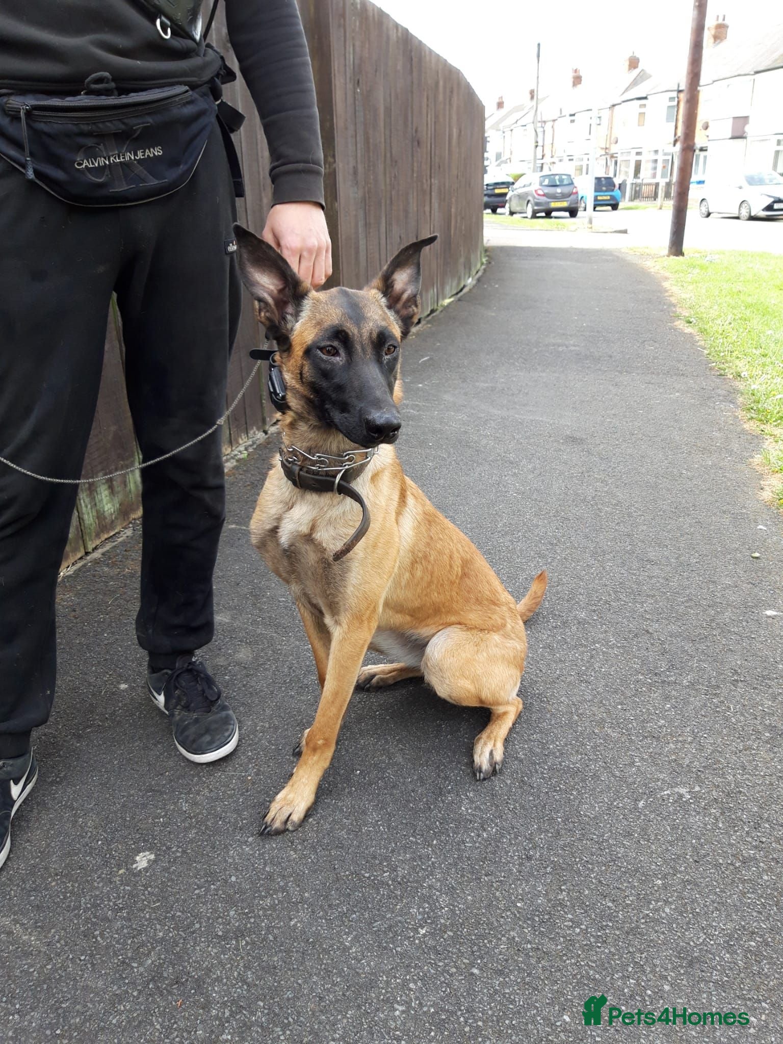 Belgian Shepherd Dog dogs 13-Month-Old Malinois Female- trained - Advert 5