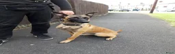 Belgian Shepherd Dog dogs for sale: 13-Month-Old Malinois Female- trained in Hull - Advert 1