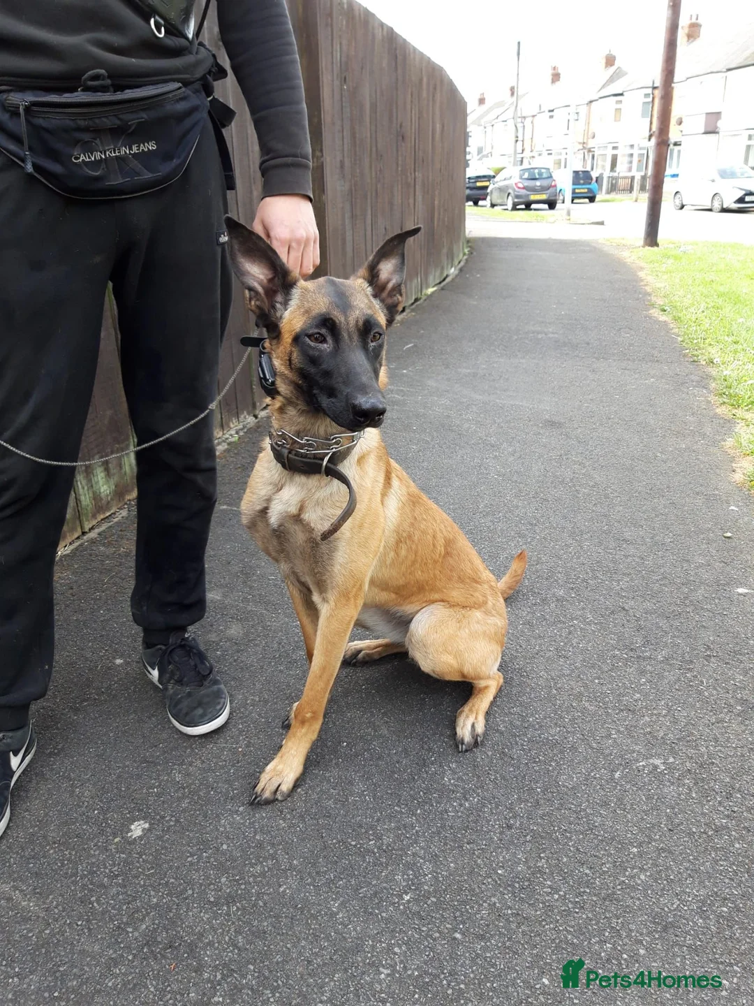 Belgian Shepherd Dog dogs for sale: 13-Month-Old Malinois Female- trained in Hull - Advert 1