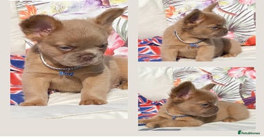 French Bulldog dogs - Advert 3