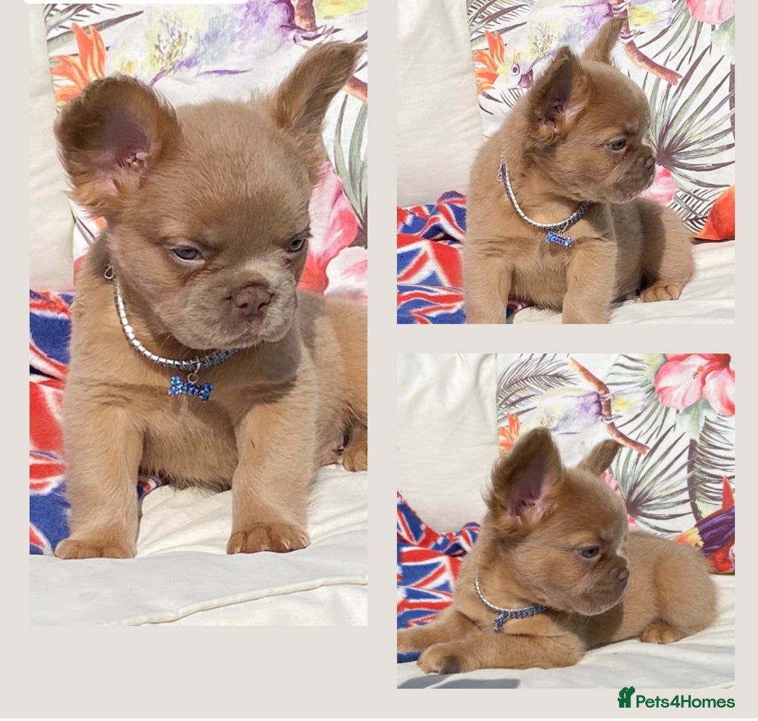 French Bulldog dogs for sale: DNA Health tested 5 🌟 KC fluffy French bulldogs - Image 12