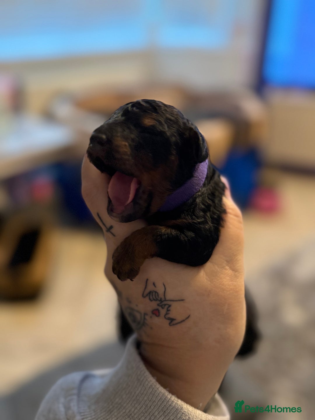 Cockapoo dogs for sale: 3 healthy phantom F1B cockapoo boys for sale  - Image 12