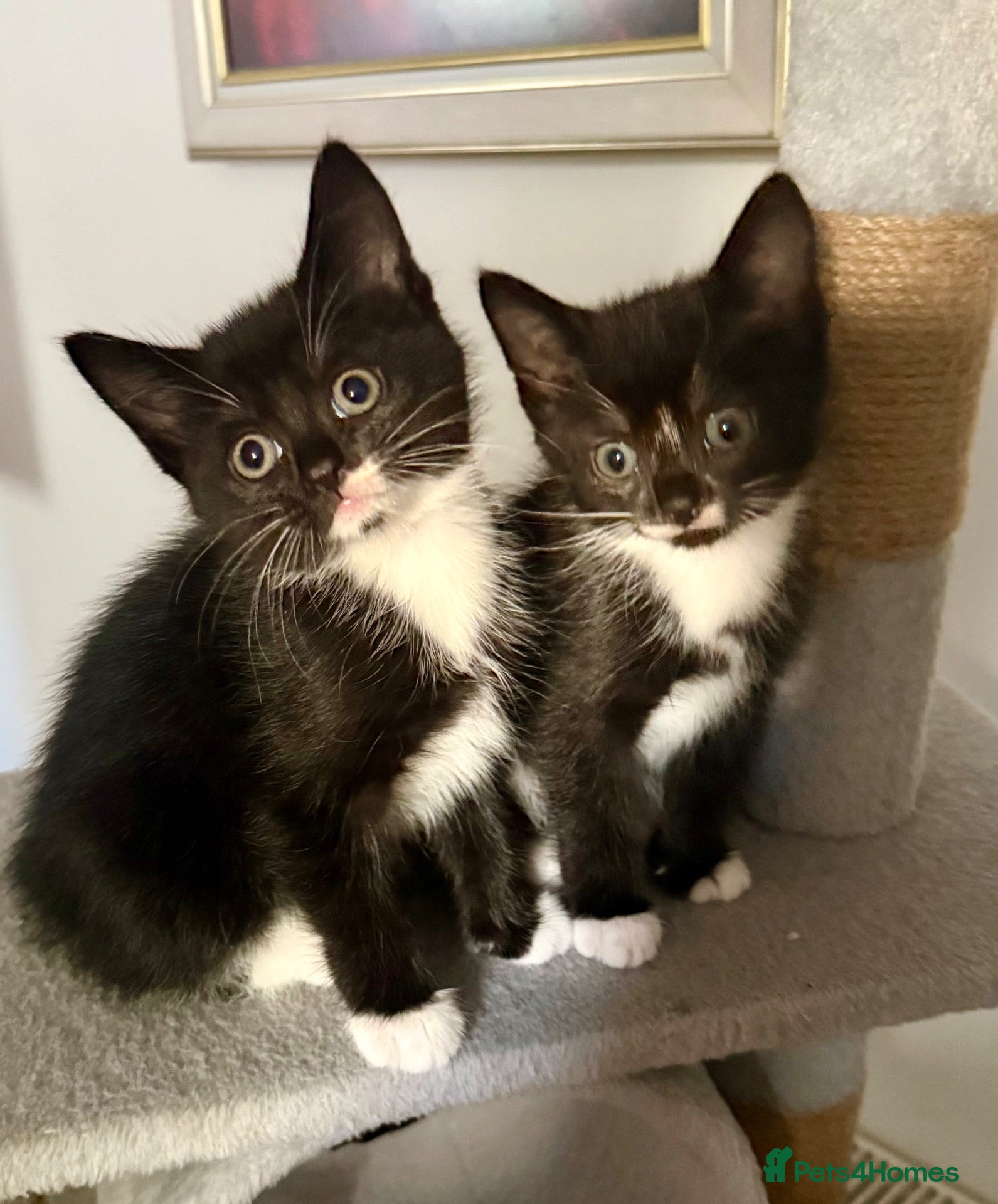 Mixed Breed cats Lovely Mixed-Breed Kittens Seeking Loving Homes - Advert 5
