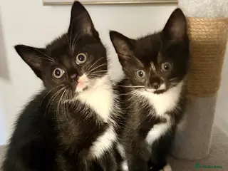 Mixed Breed cats Lovely Mixed-Breed Kittens Seeking Loving Homes - Advert 5