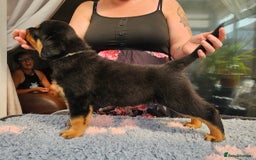 Rottweiler dogs for sale: Superb litter of dual purpose Rottweiler puppies. - Image 26