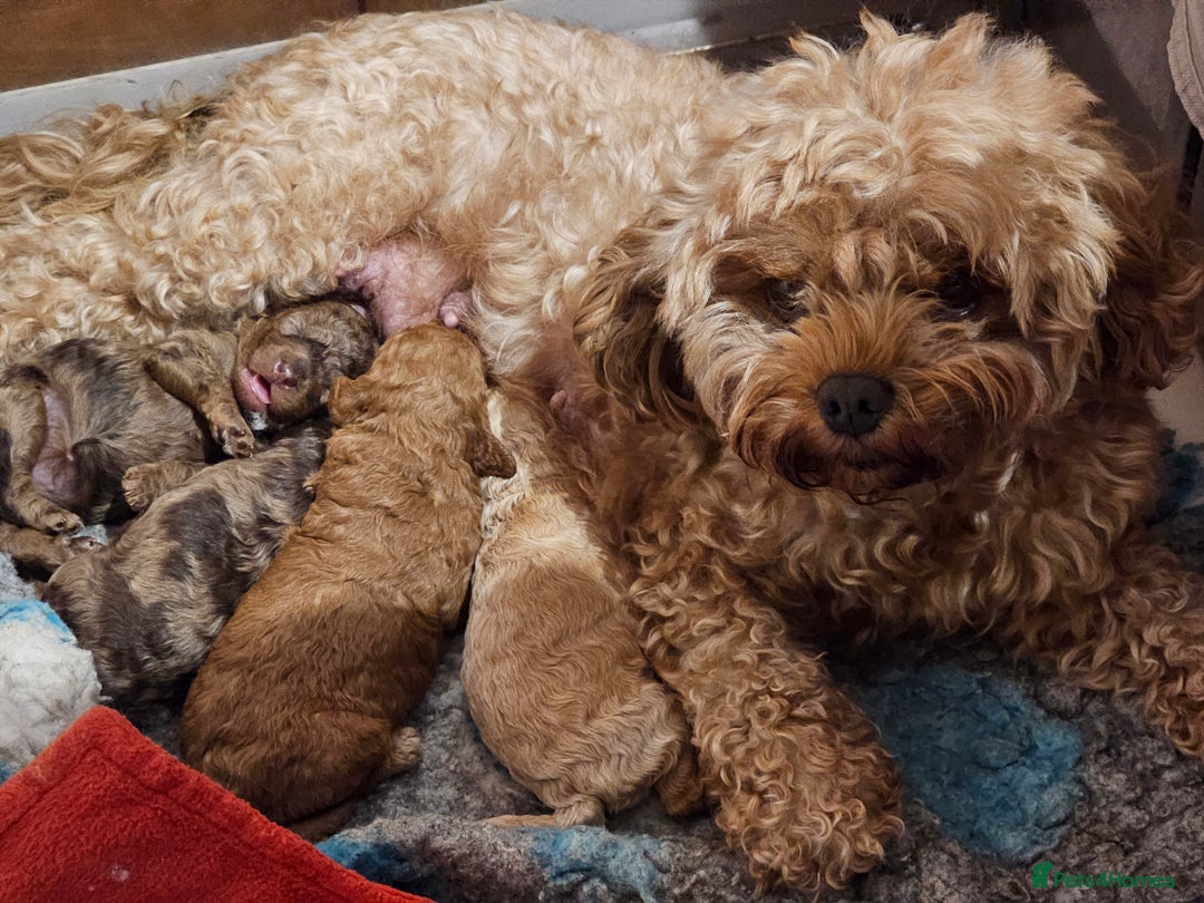 Cavapoo dogs for sale: Stunning Quality F1b Cavapoos - Advert 8