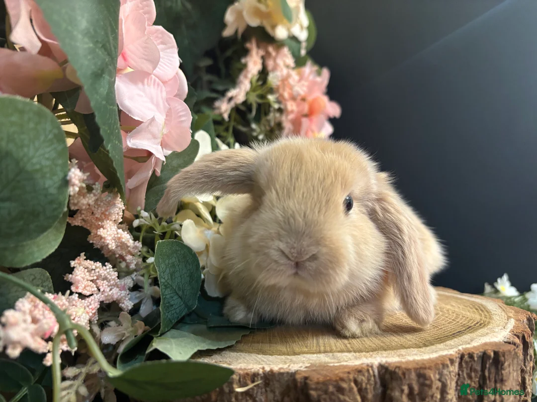 Mini Lop rabbits for sale: Pure Breed Mini Lop Butterfly new born bunnies  in Aberdare - Advert 2