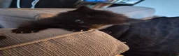 Mixed Breed cats for sale: Kittens for sale - Advert 3