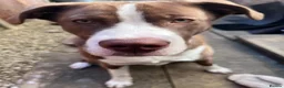 Mixed Breed dogs for sale: Maya  in Leicester - Advert 9