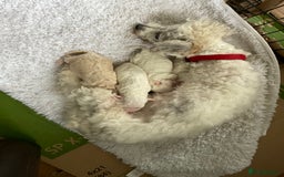 Poochon dogs for sale: Toy Bichon poodle - Image 6