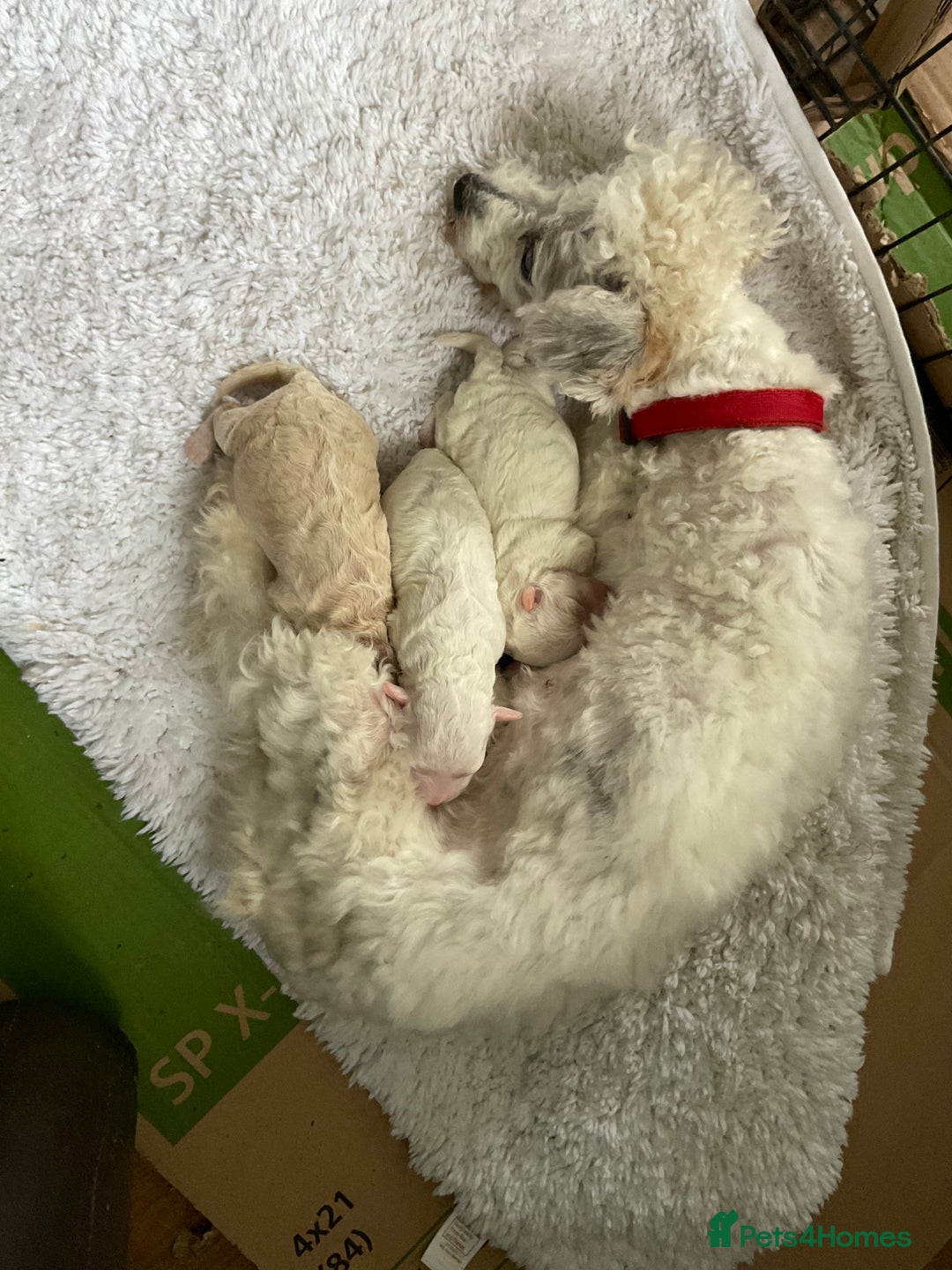 Poochon dogs for sale: Toy Bichon poodle - Image 6