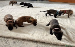 Mixed Breed dogs for sale: Pharaoh hound x whippet puppies  - Image 3