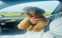 Maltipoo dogs for stud: TINY MALTIPOO STUD  in Halifax - Image 3