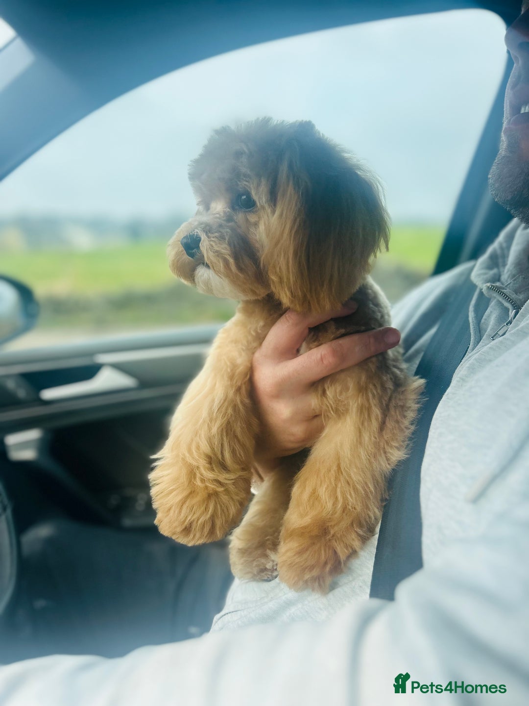 Maltipoo dogs for stud: TINY MALTIPOO STUD  in Halifax - Image 3