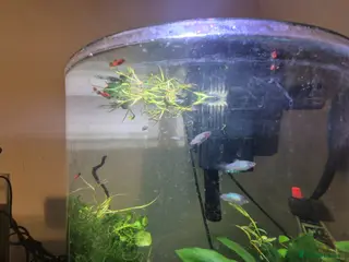 Platies fish Blue and Orange Platy baby fish - Advert 3