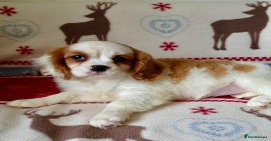 Cavalier King Charles Spaniel dogs ONLY 1 GIRL LEFT! STUNNING CAVALIER PUPPIES! - Advert 8