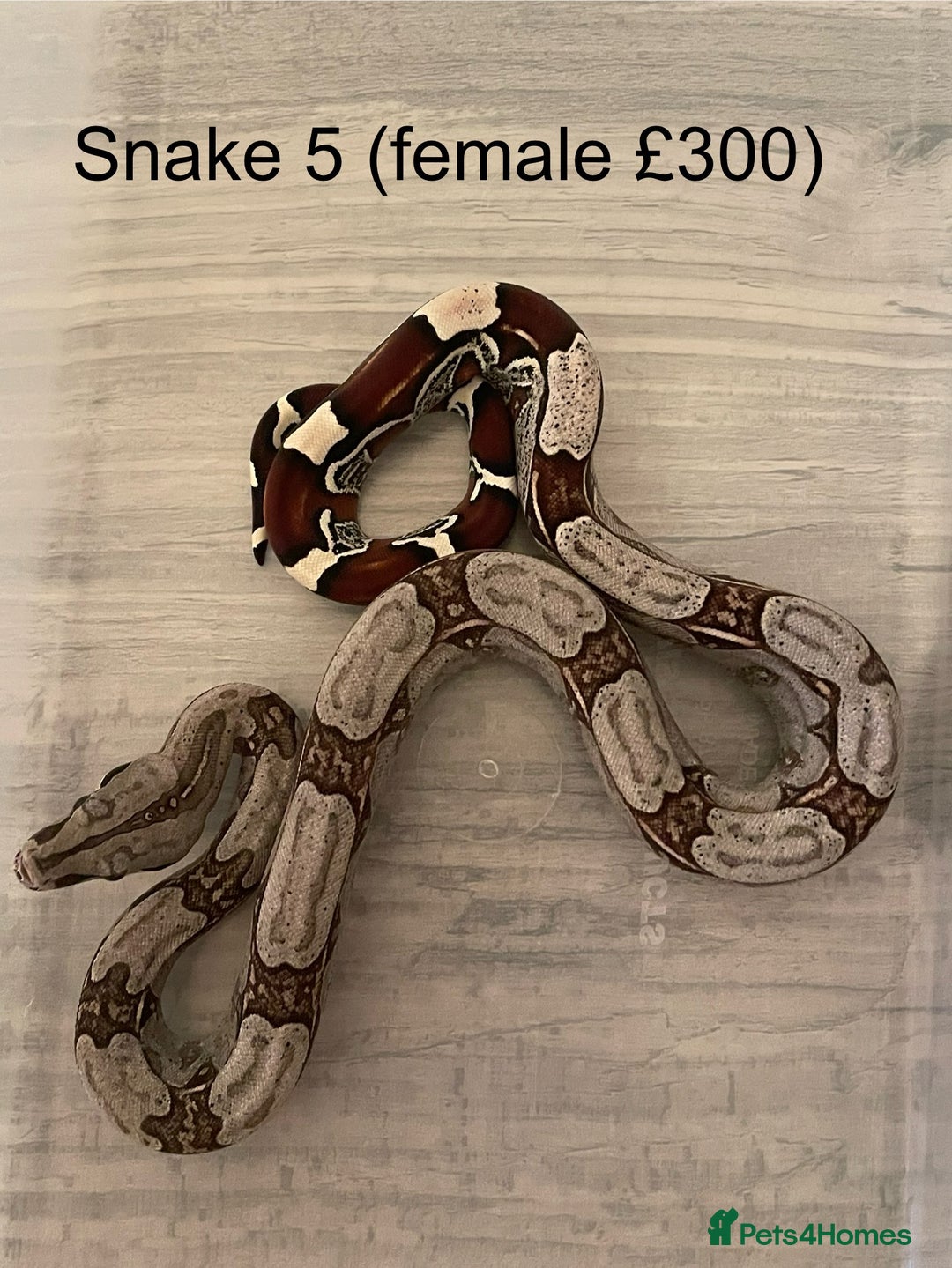 Boa Snake reptiles for sale: ✨ Stunning Red Tailed Suriname Boa’s (BCC) ✨ - Image 8