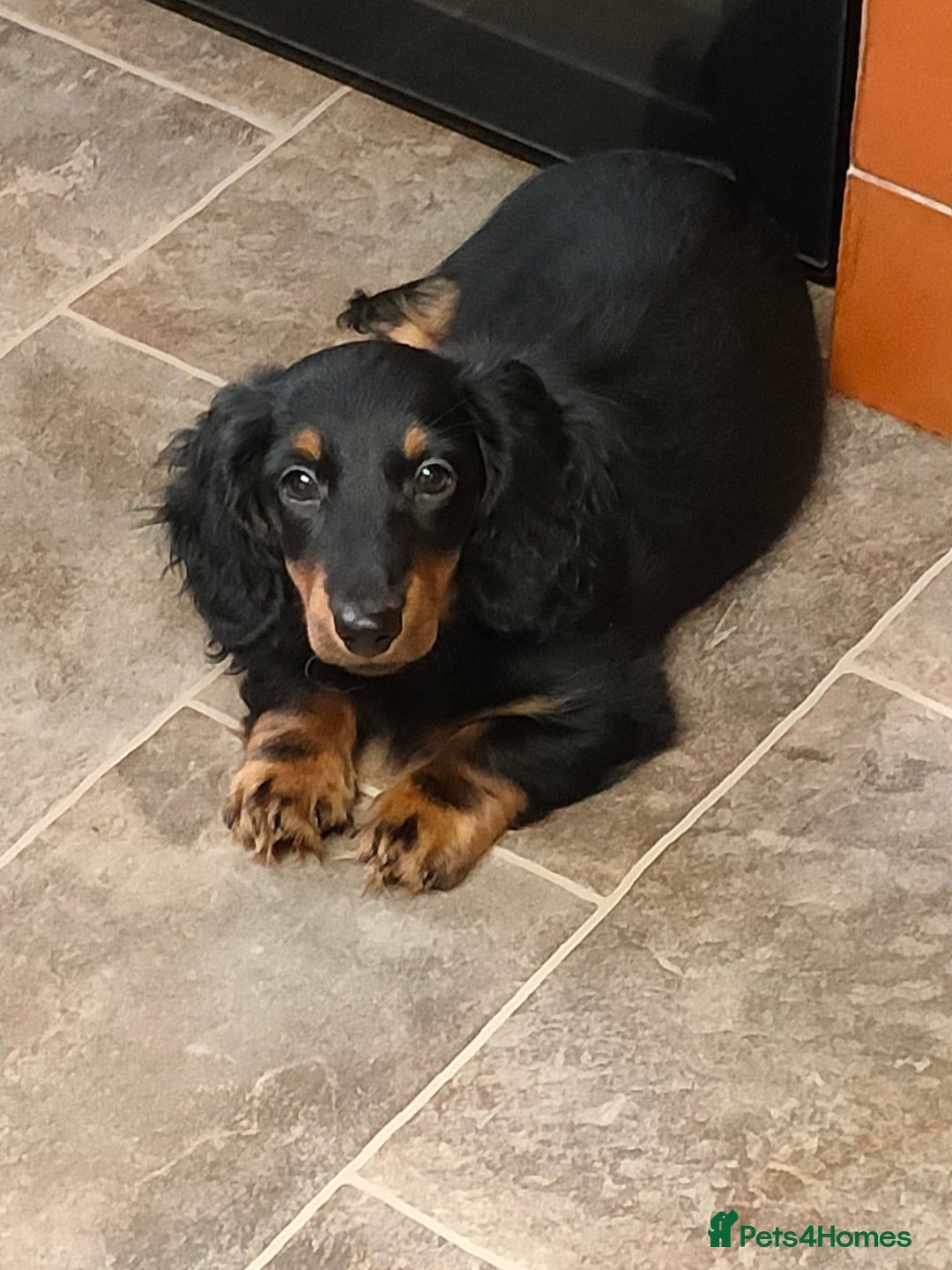 Miniature Dachshund dogs for sale: Handsome quality long haired male available  - Image 9