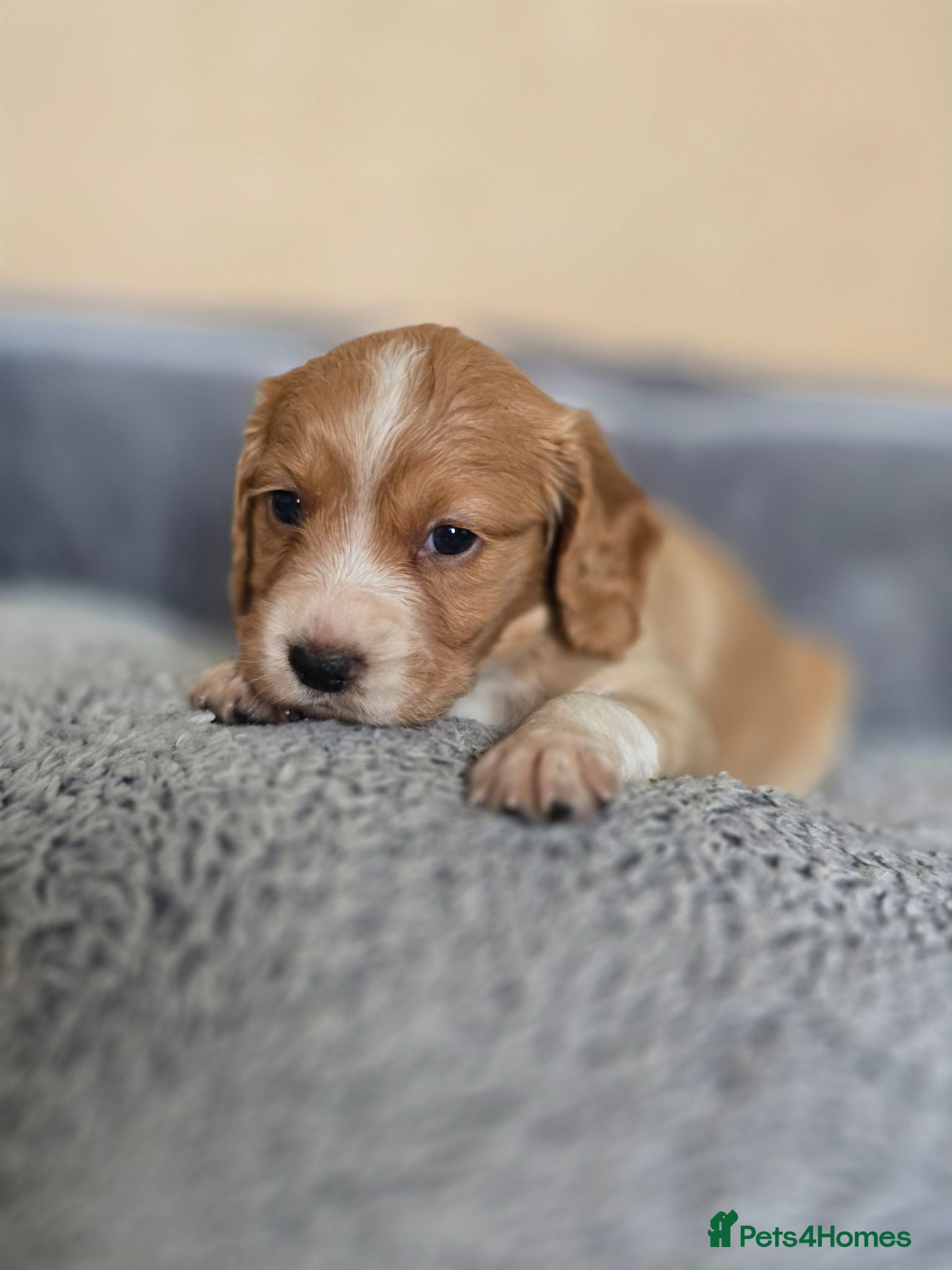 Cocker Spaniel dogs Cocker spaniel puppies 🐶  - Advert 20