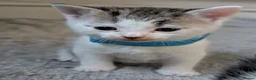 Domestic Shorthair cats for sale: Tabby/grey and white kittens! - Advert 7