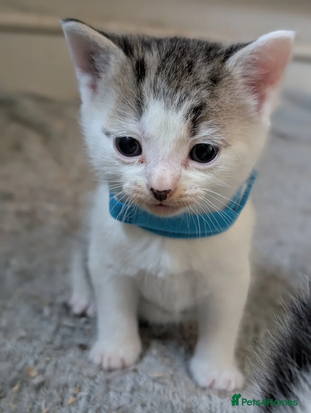 Domestic Shorthair cats for sale: Tabby/grey and white kittens! - Advert 7