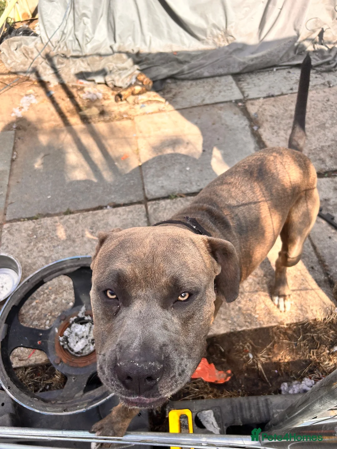 Cane Corso dogs for sale: Rehome family dog  - Advert 6