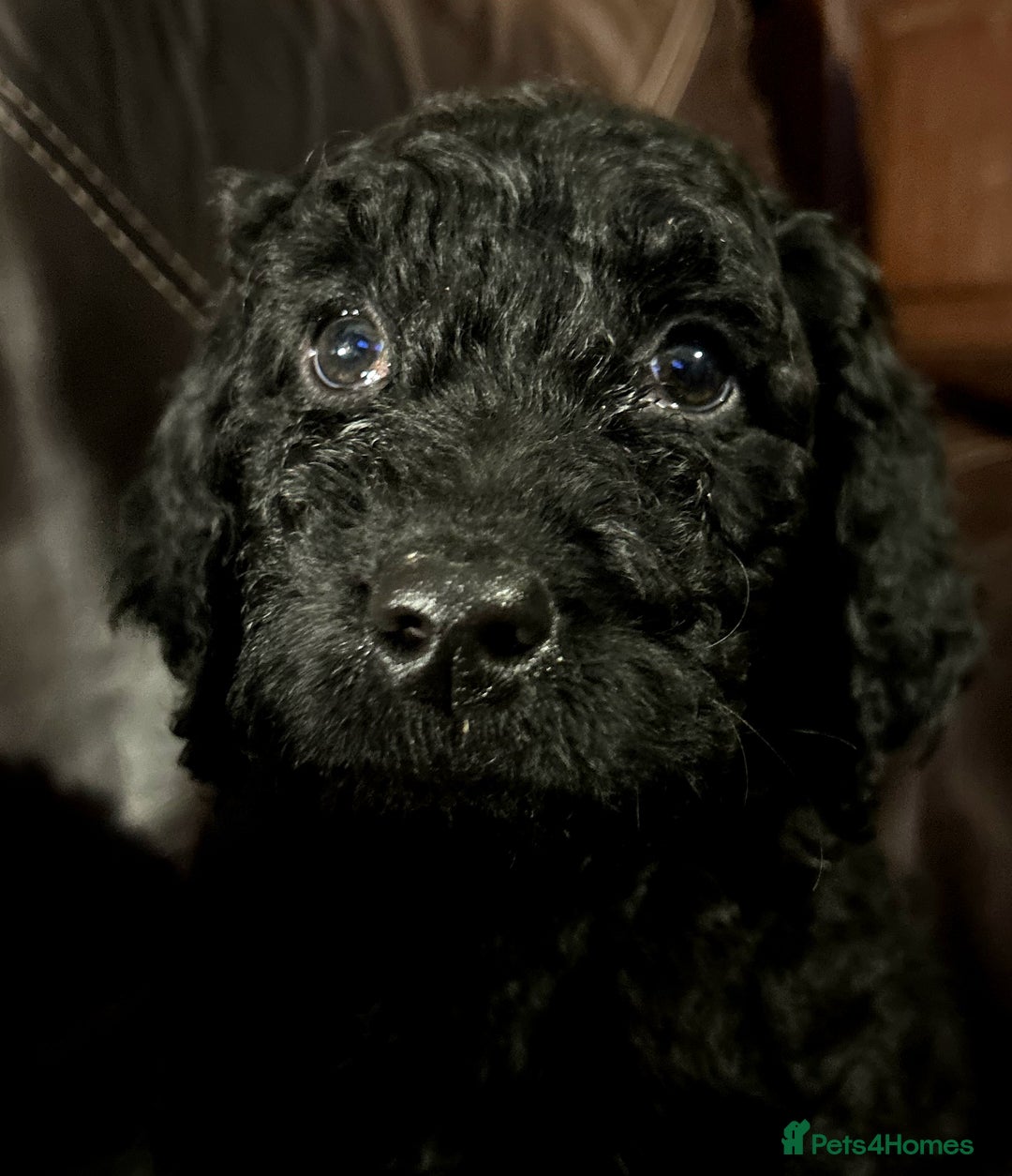 Labradoodle dogs for sale: stunning F2 labradoodle puppies... Available now - Advert 34
