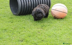 Poochon dogs for sale: F1 Poochon puppy for sale - Image 36