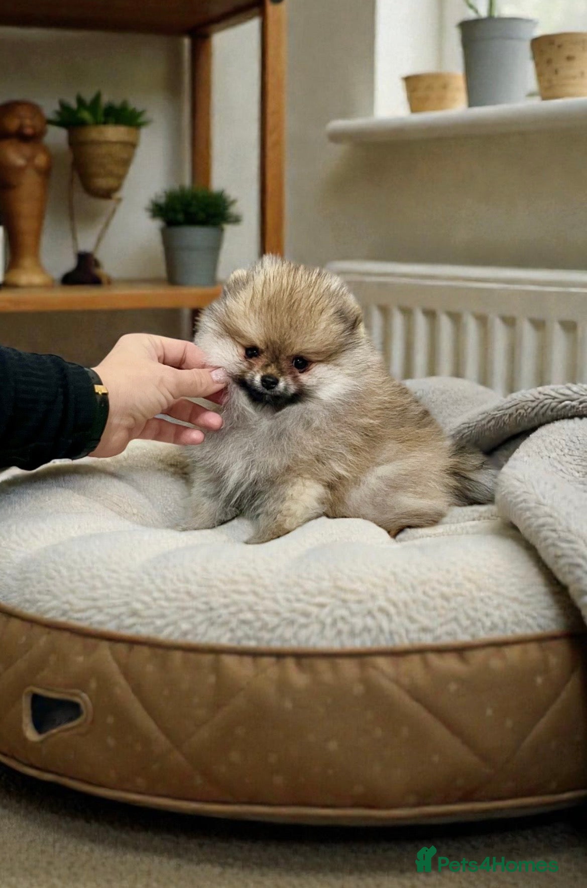 Pomeranian dogs Top Quality 🏆Championship 🧸Teddy Bear - Advert 11