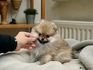 Pomeranian dogs Top Quality 🏆Championship 🧸Teddy Bear - Advert 12