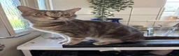 British Shorthair cats for sale: 5 tabby kittens 2 fluffy 3 short hair  - Advert 3