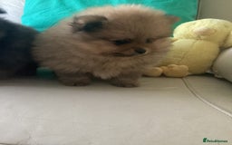 Pomeranian dogs for sale: READY NOW! kc reg STUNNING Pomeranian puppies  - Image 20