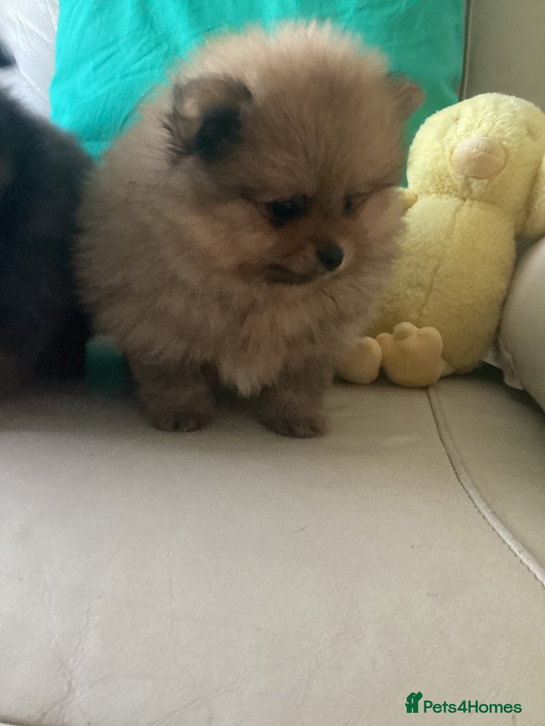 Pomeranian dogs for sale: READY NOW! kc reg STUNNING Pomeranian puppies  - Image 20