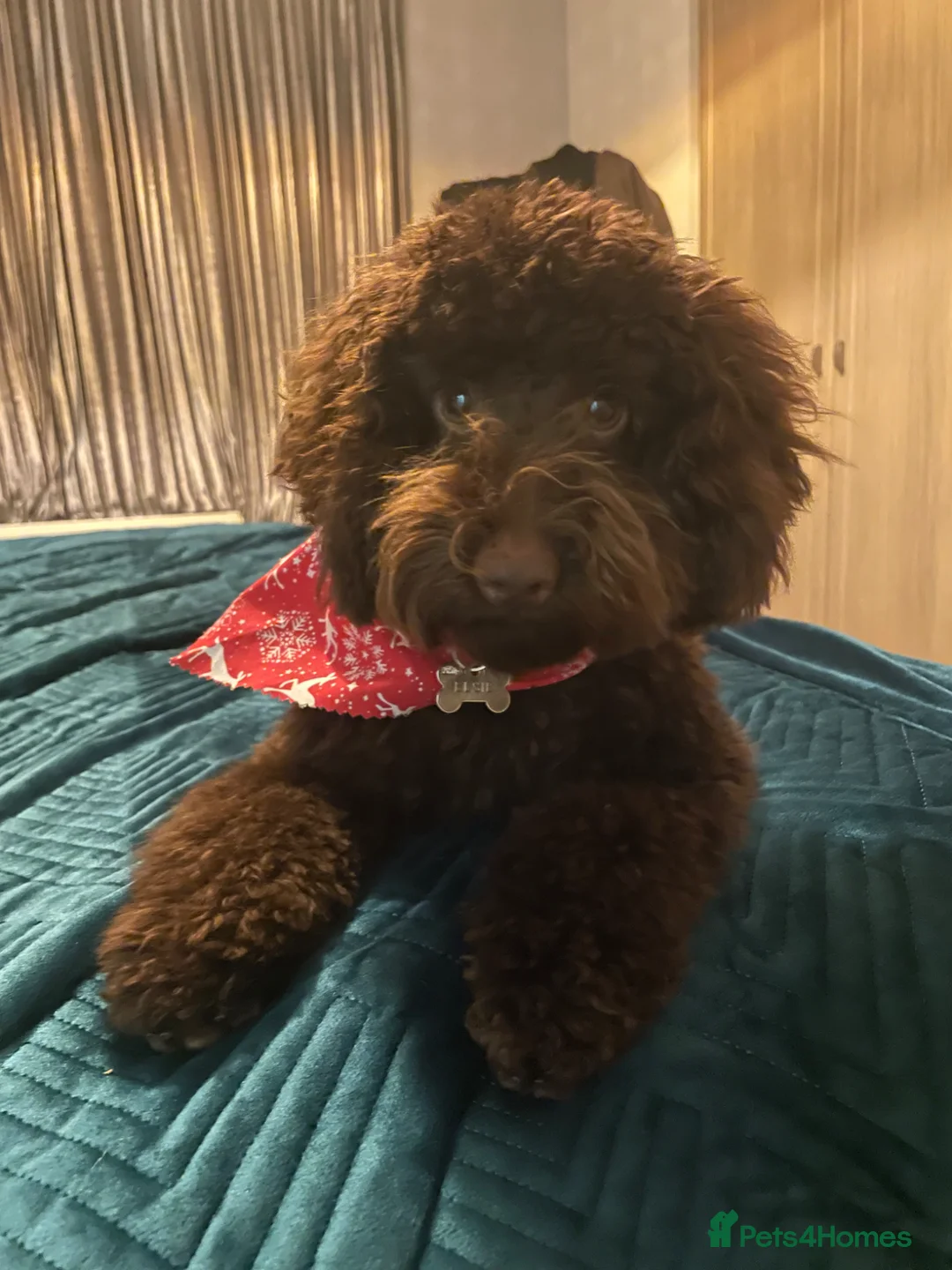 Cockapoo dogs for sale: F1B cockapoo’s 1 male and 3 female - Advert 19