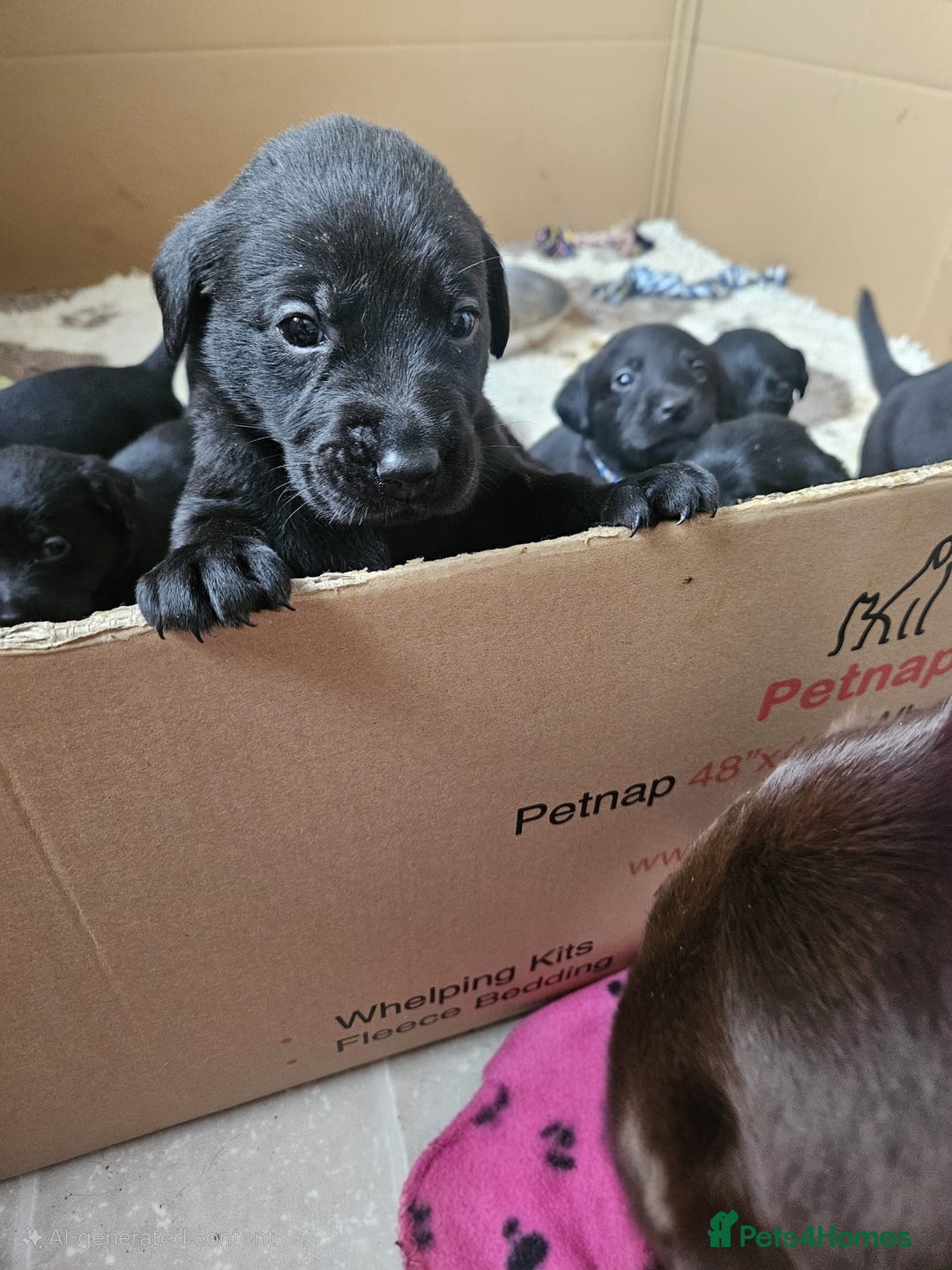 Labrador Retriever dogs for sale: Chunky Family Labrador Puppies  - Image 17