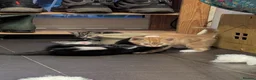 Domestic Shorthair cats for sale: Kittens - Advert 4