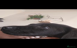 Labrador Retriever dogs for sale: Looking for a new home for Albert  - Image 3