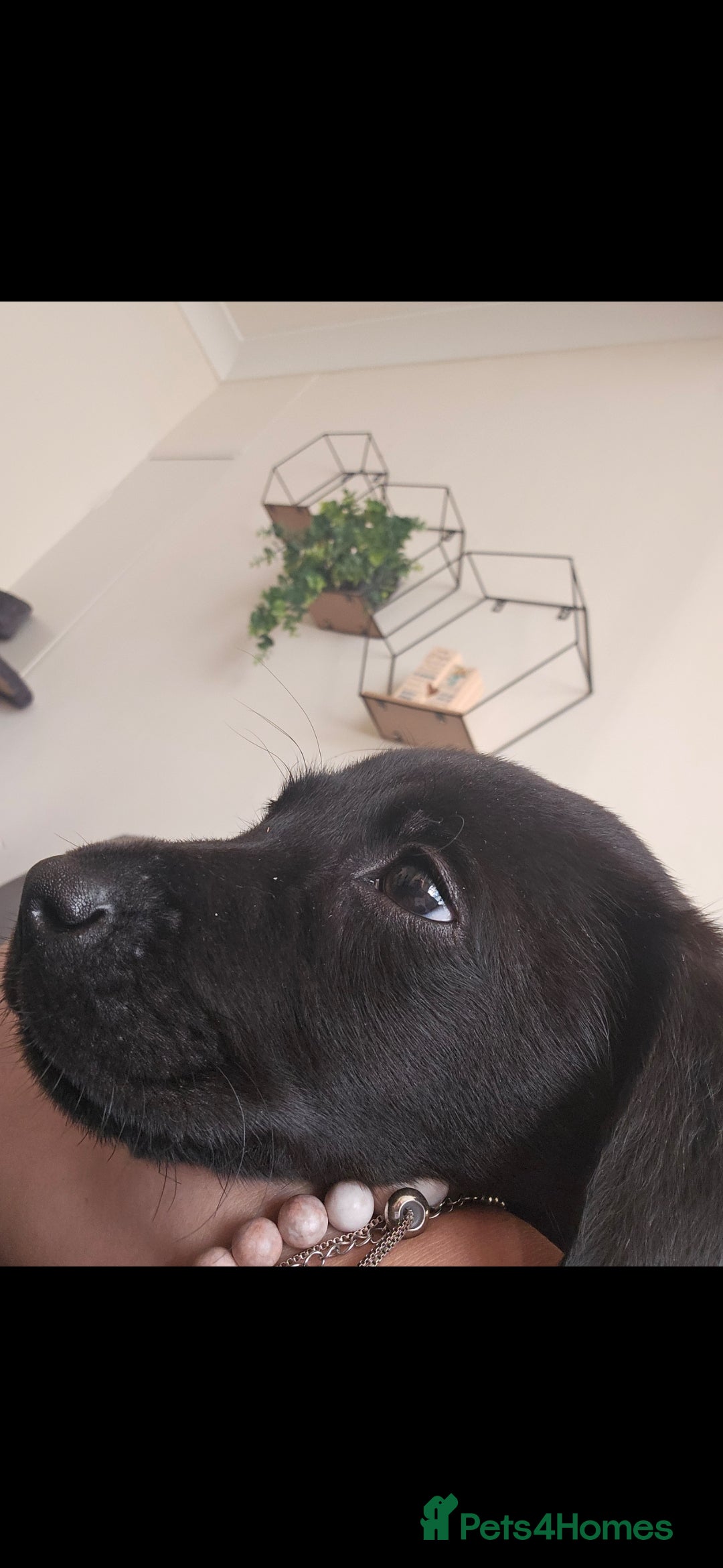 Labrador Retriever dogs for sale: Looking for a new home for Albert  - Image 3