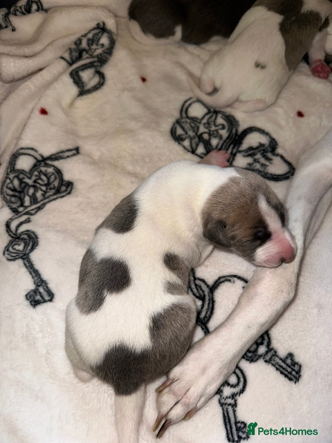 Whippet dogs for sale: KC Registered Whippet Puppies - Advert 15