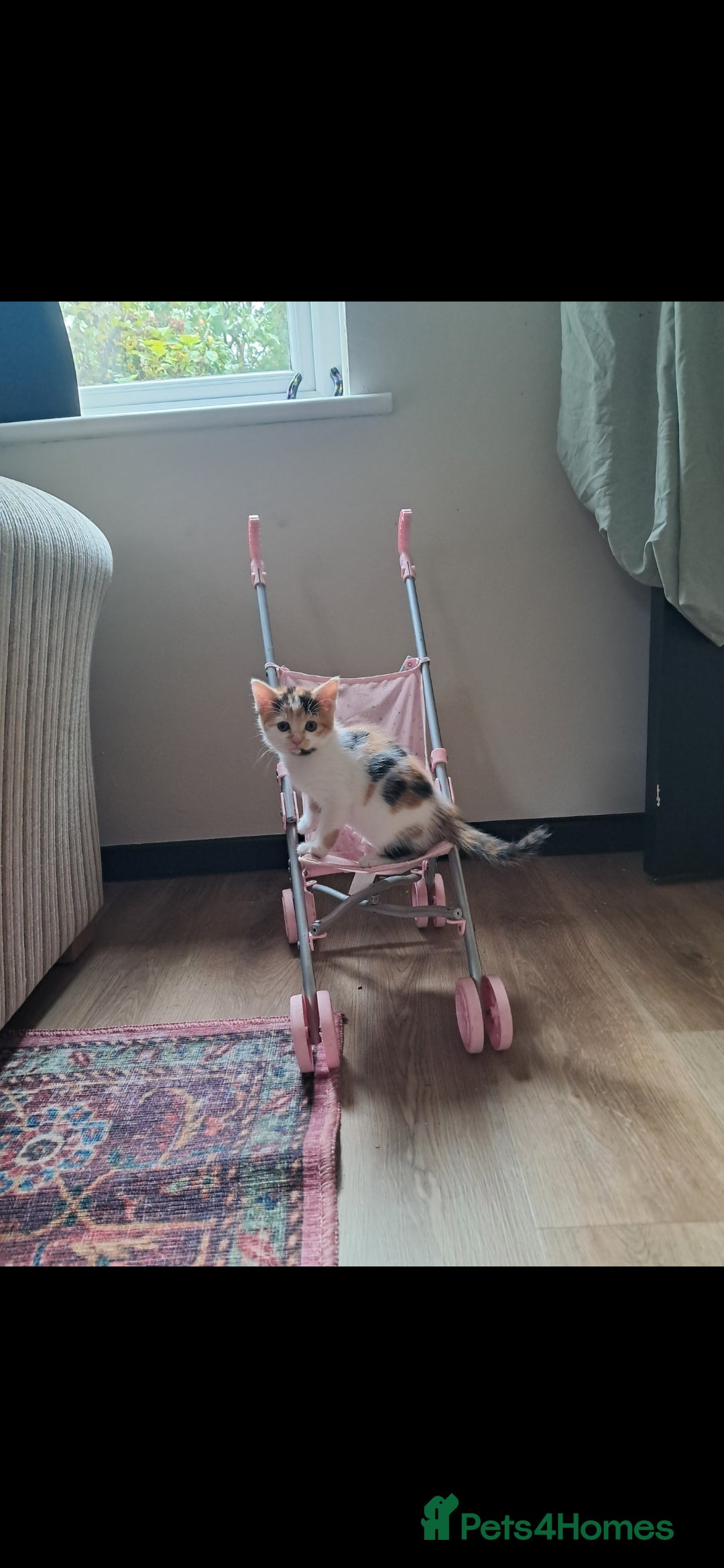 Mixed Breed cats for sale: 1 beautiful female kitten left - Image 3