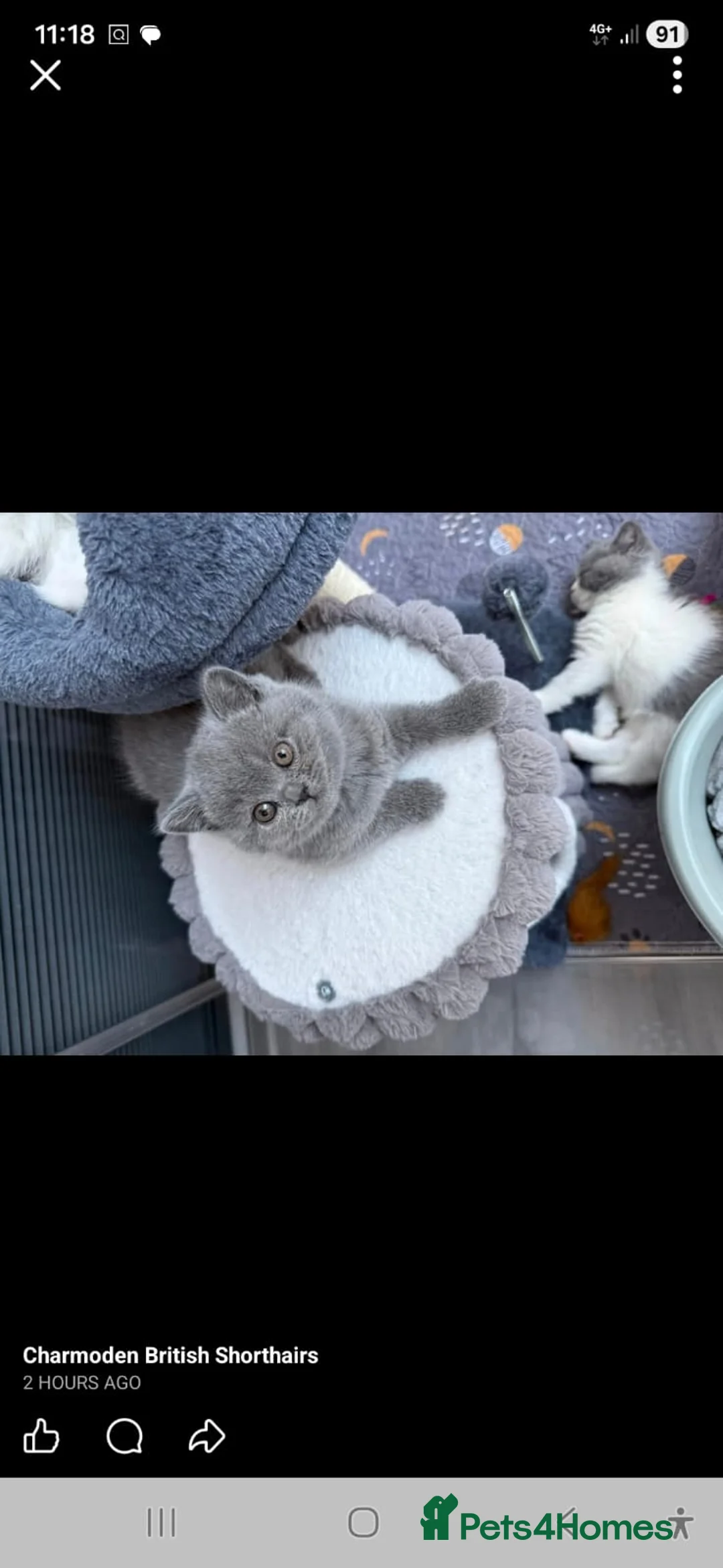 British Shorthair cats for sale: British shorthair Kittens  - Advert 2