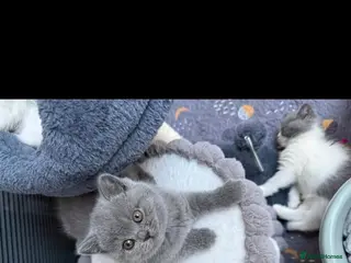 British Shorthair cats British shorthair Kittens - Advert 2