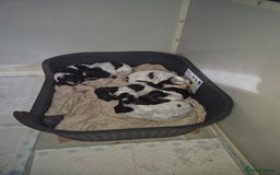 Cocker Spaniel dogs for sale: Reduced**** Ready Now Cocker Spaniel puppies 🐶  - Advert 6