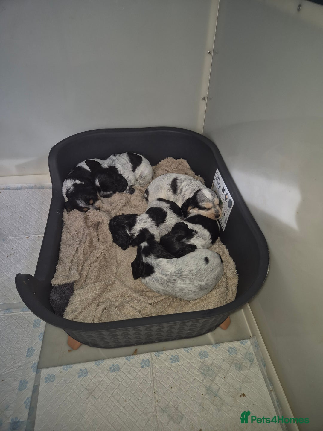 Cocker Spaniel dogs for sale: Reduced**** Ready Now Cocker Spaniel puppies 🐶  - Advert 6