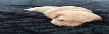 Labrador Retriever Puppy 6 (blue)
